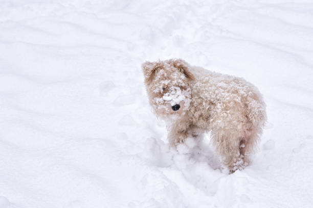 istock One fluffy white cream dog in snowdrift 896310218
