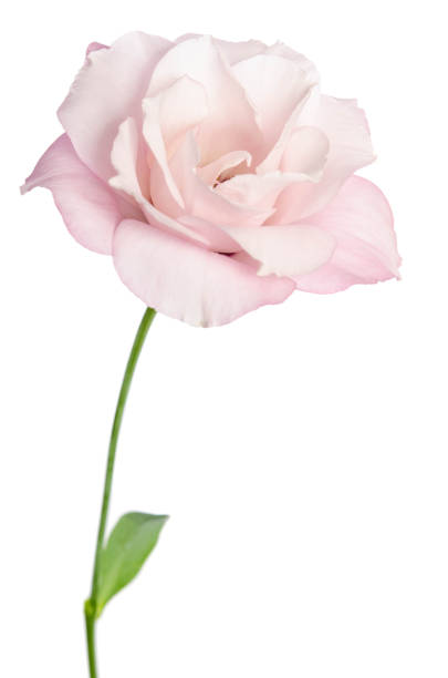 istock Beautiful Eustoma flower isolated on white background 896315918