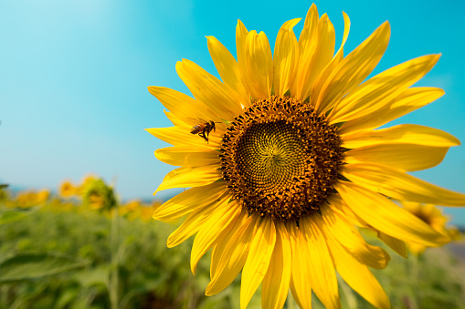 Busy Bee flying to the Sunflower in blue sky background