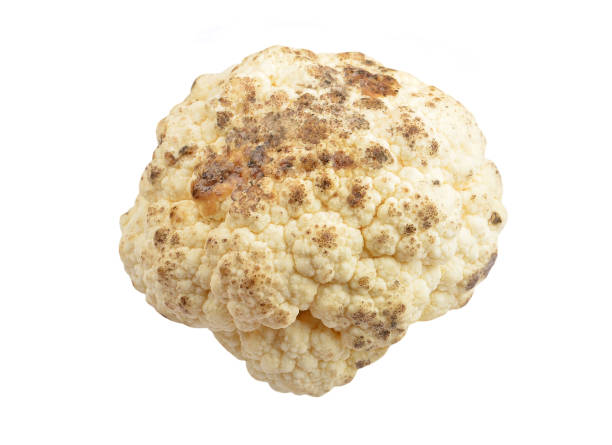 Molded ripe cauliflower Molded ripe cauliflower, isolated on white background conidiophore photos stock pictures, royalty-free photos & images