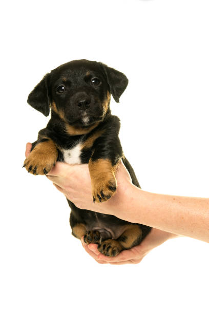 istock Jack Russel puppy held in hands isolated in white 896324170