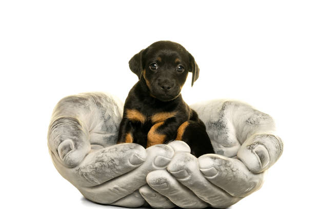 istock Jack Russel puppy in stone hands isolated in white 896324670