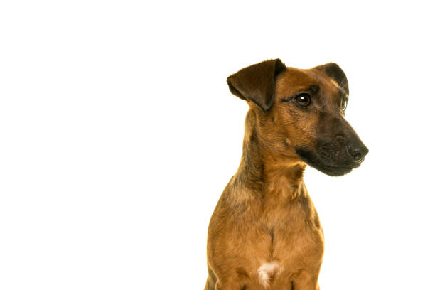 istock Tan brown Jack Russel portrait isolated in white 896324768