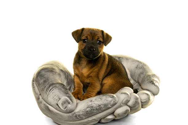 istock Jack Russel puppy in stone hands isolated in white 896329408