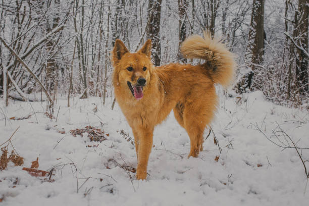 istock Red dog mongrel playing in the snow 896329456