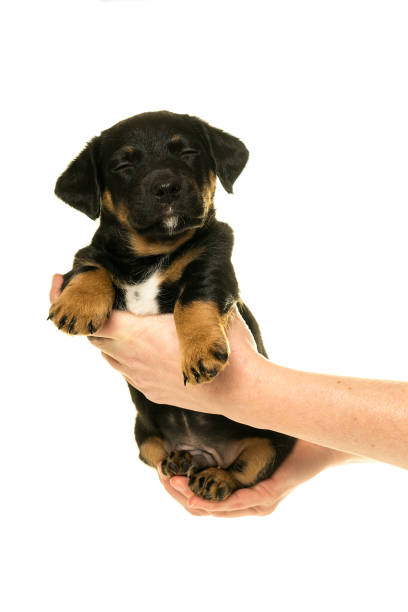 istock Jack Russel puppy held in hands isolated in white 896329466