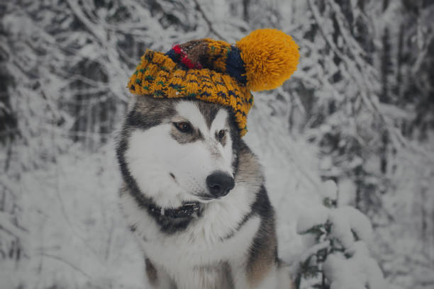 istock Alaskan Malamute dog in hat 896329578