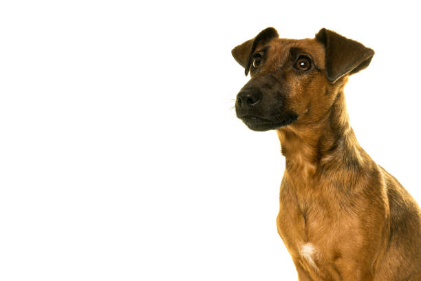 istock Tan brown Jack Russel portrait isolated in white 896329650