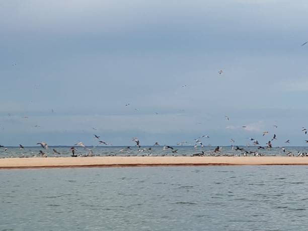 istock ALTER DO CHAO-SANTAREM-AMAZONIA-PARA-BRASIL 896330228