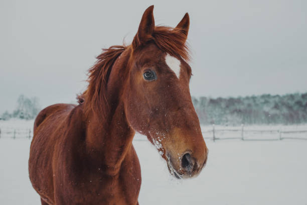 istock Red horse plays in the snow 896330438