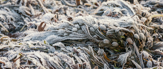 Frozen seaweed on a Swedish winter beach. Bladderwrack with frost on land.