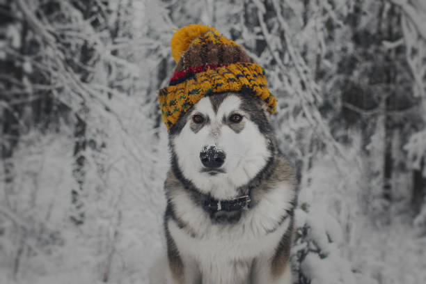 istock Alaskan Malamute dog in hat 896330552