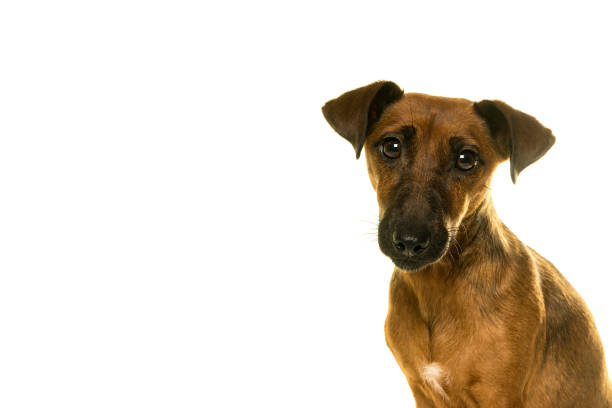 istock Tan brown Jack Russel portrait isolated in white 896330648