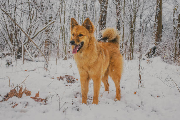 istock Red dog mongrel playing in the snow 896330754