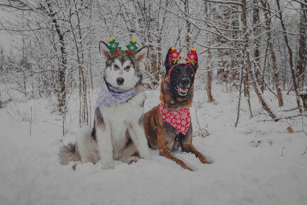 istock New Year dogs Malamute and Belgian Shepherd 896339550