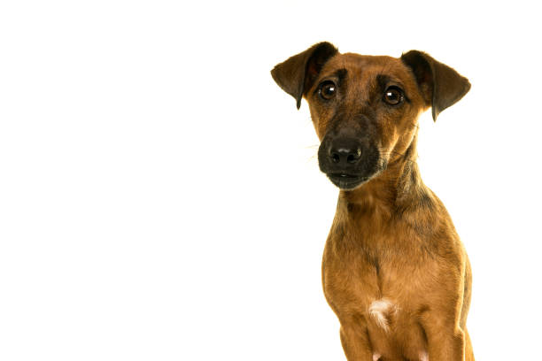 istock Tan brown Jack Russel portrait isolated in white 896339944