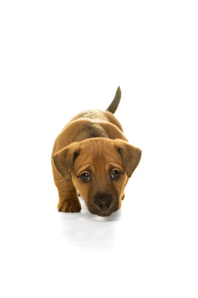 istock Brown, tan Jack Russel puppy isolated in white 896343544