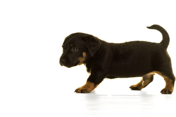 istock Jack Russel puppy isolated in white 896345378