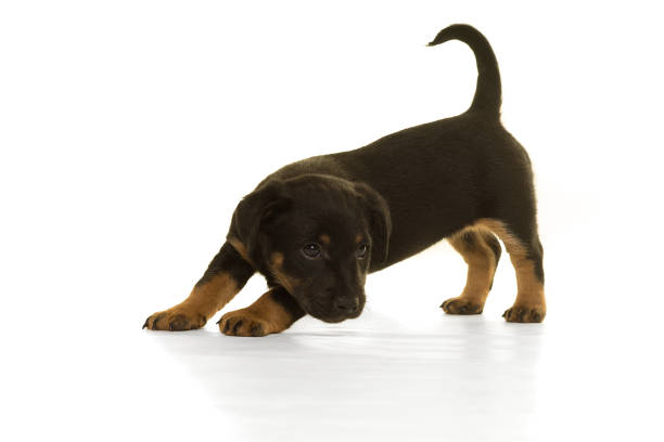 Black and tan Jack Russel puppy s standing isolated in white side view