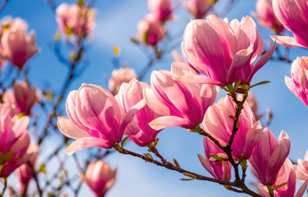 istock magnolia flowers on a blue sky background 896346058