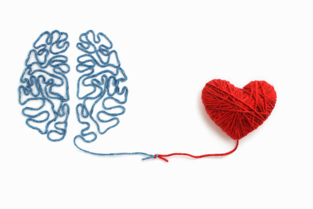 heart and brain connected by a knot on a white background - coherence imagens e fotografias de stock