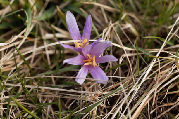 istock Flower of an autumn crocus (Colchicum autumnale) 896358312