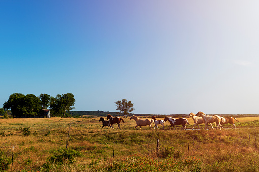 Horses in a ranch with an old barn in the background in rural Texas at sunset, USA; Concept for travel in the USA and in Texas