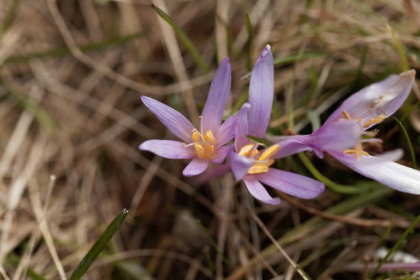 istock Flower of an autumn crocus (Colchicum autumnale) 896358498