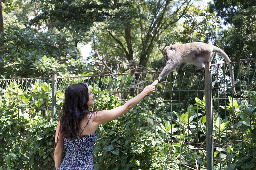 An attractive woman hands a macaque a banana.  She is wearing a blue floral print dress, has long dark hair and olive skin.  The monkey sits on a fence and reaches for the banana.  Outdoors, shot in Ubud, Bali, Indonesia.