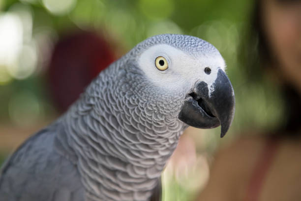 African Grey Parrot stock photo