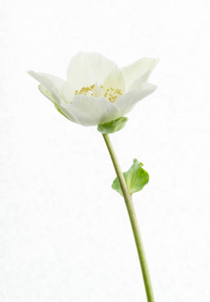 helleborus niger flower hellebore white flower isolated black hellebore stock pictures, royalty-free photos & images