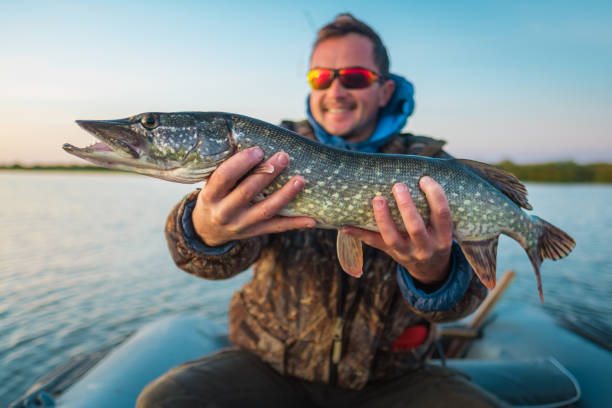 istock Happy young angler holds the pike fish 896381212