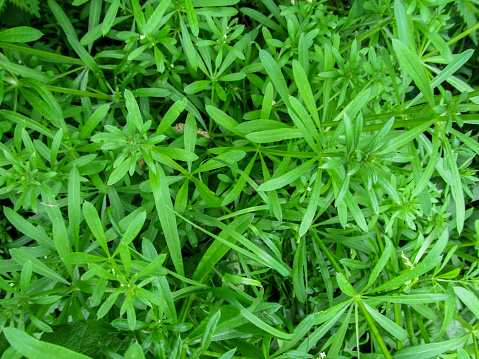 Green grass in springtime background