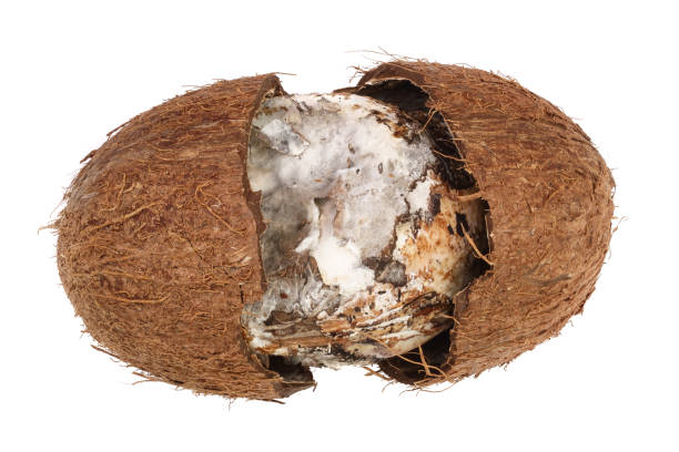 Coconut spoiled with mold isolated on white background. Top view