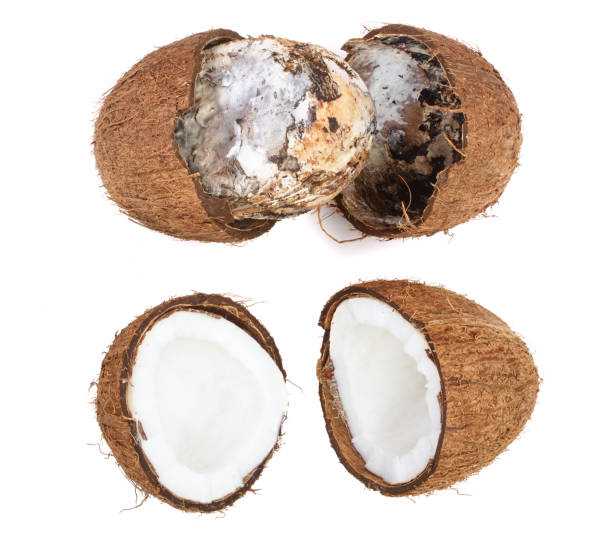 Coconut spoiled with mold isolated on white background. Top view