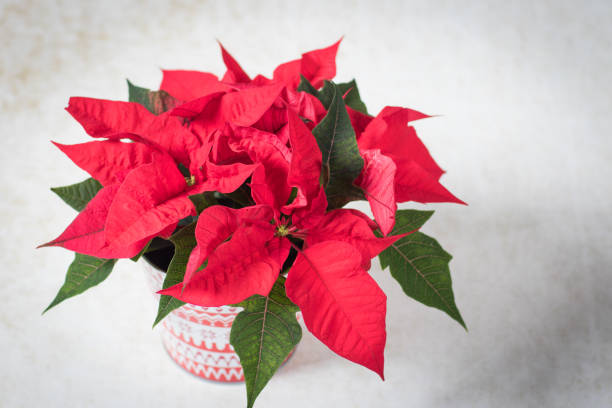 istock Red Poinsettia plant 896387132