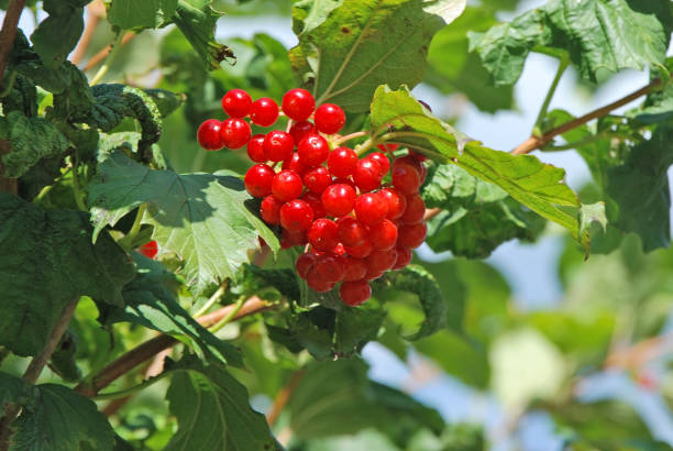 istock Some ripe viburnum on branch 896391680