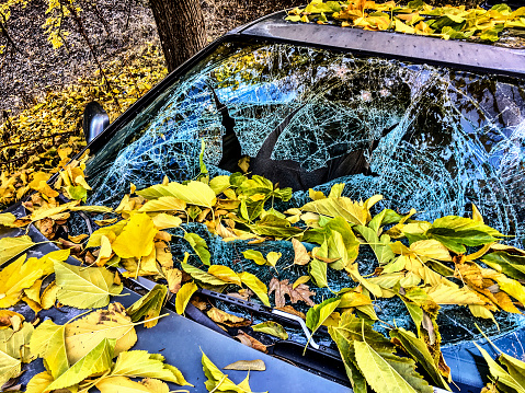 Autumn leaves and broken glass.