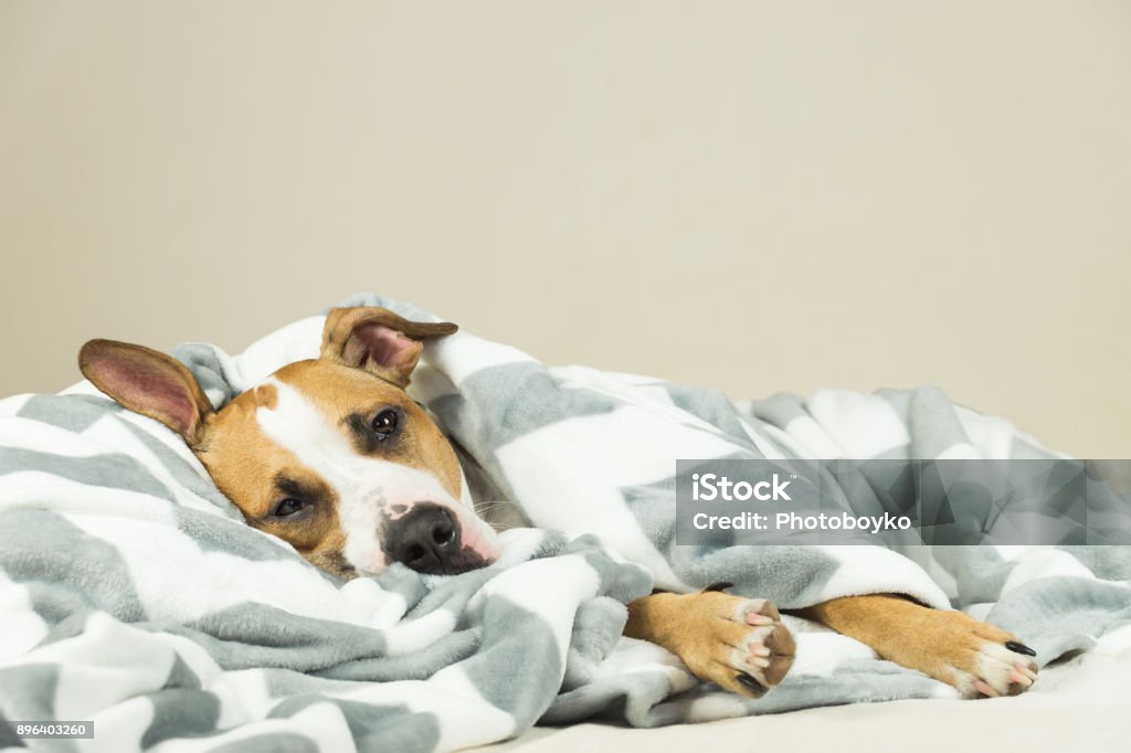 Lustige junge Staffordshire Terrier Welpe liegend mit Decke und einschlafen. - Lizenzfrei Hund Stock-Foto