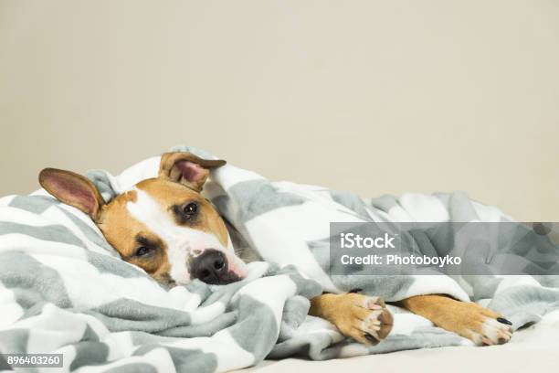 Lustige Junge Staffordshire Terrier Welpe Liegend Mit Decke Und Einschlafen Stockfoto und mehr Bilder von Hund