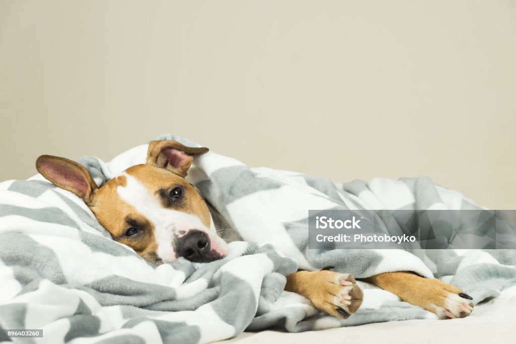 Cachorro terrier de staffordshire joven divertido acostado cubierto de manta del tiro y dormirse. - Foto de stock de Perro libre de derechos
