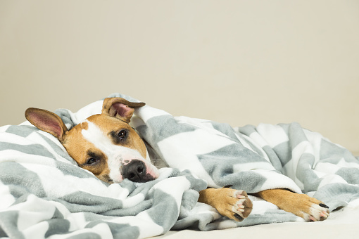 Tired or sick pitbull dog sleeping or resting under covers in bed in clean indoor bedroom conditions.