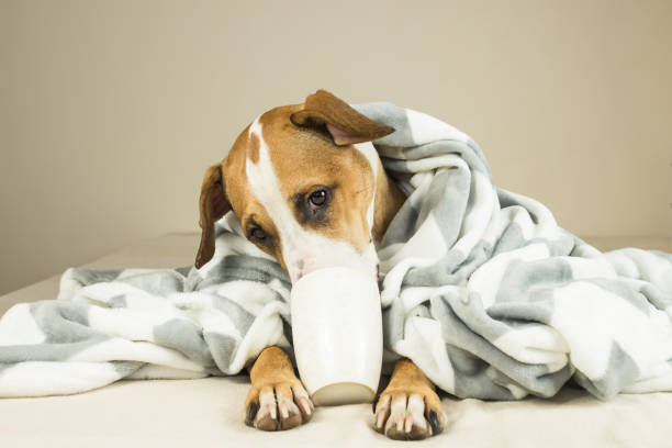 istock Cute funny dog posing in bed with plaid and cup. 896403274