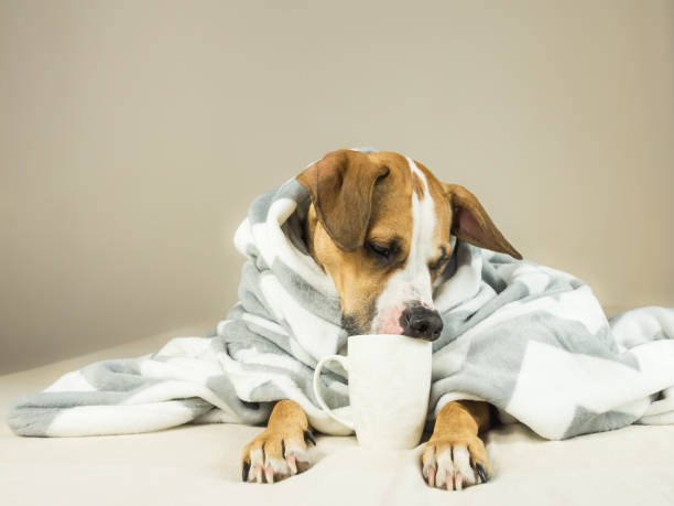 istock Cute funny dog posing in bed with plaid and cup. 896403278