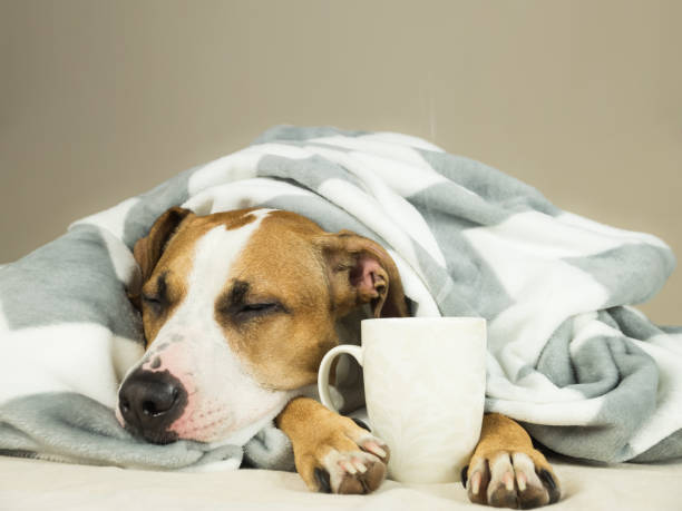 Sleeping young pitbull dog in bed covered in throw blanket with steaming cup of hot tea or coffee. Lazy staffordshire terrier puppy wrapped in plaid snoozes in comfortable bed and relaxes good condition stock pictures, royalty-free photos & images