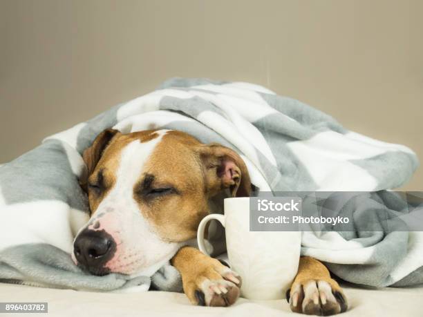 Sleeping Young Pitbull Dog In Bed Covered In Throw Blanket With Steaming Cup Of Hot Tea Or Coffee Stock Photo - Download Image Now