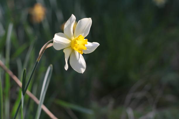 istock Yellow and white daffodil. With copy space. 896409038