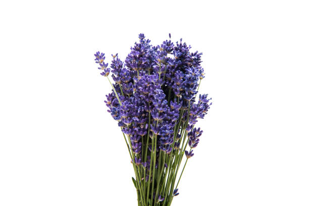 istock bouquet of lavender isolated 896409372