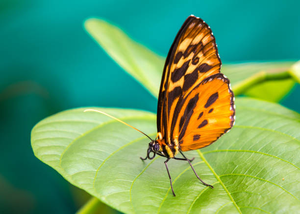 istock Butterfly in South America 896409388