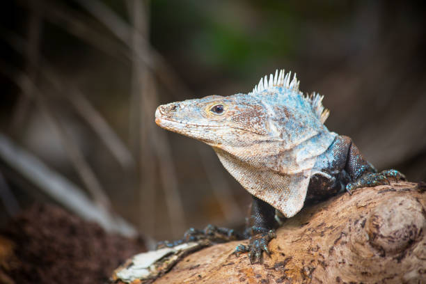 istock Bright colored Iguana sitting on the beach looking at camera. 896409572